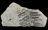 Pecopteris Fern Fossil - Missouri #65953-1